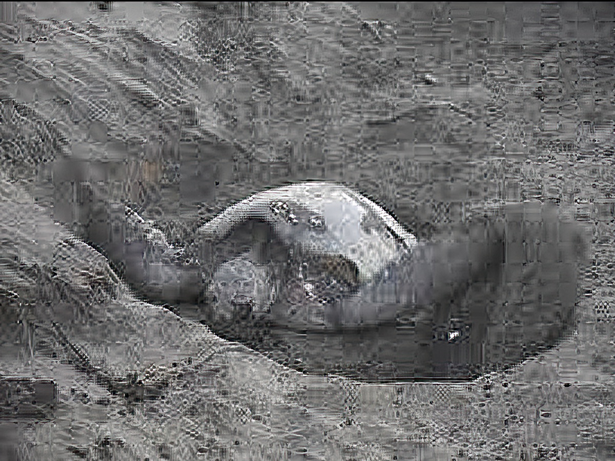 Sea turtle gallery photo 2
